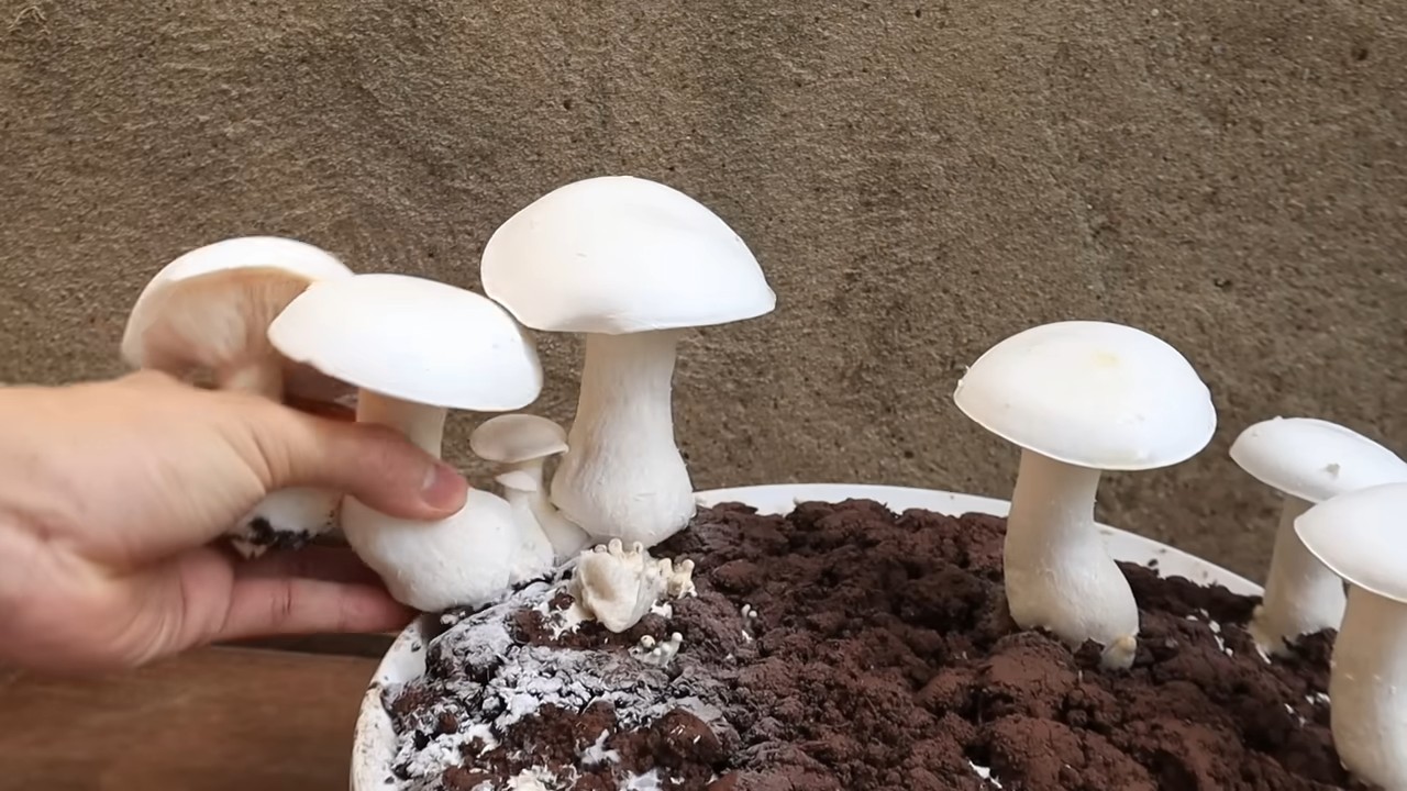 Pilze Küche selber züchten
