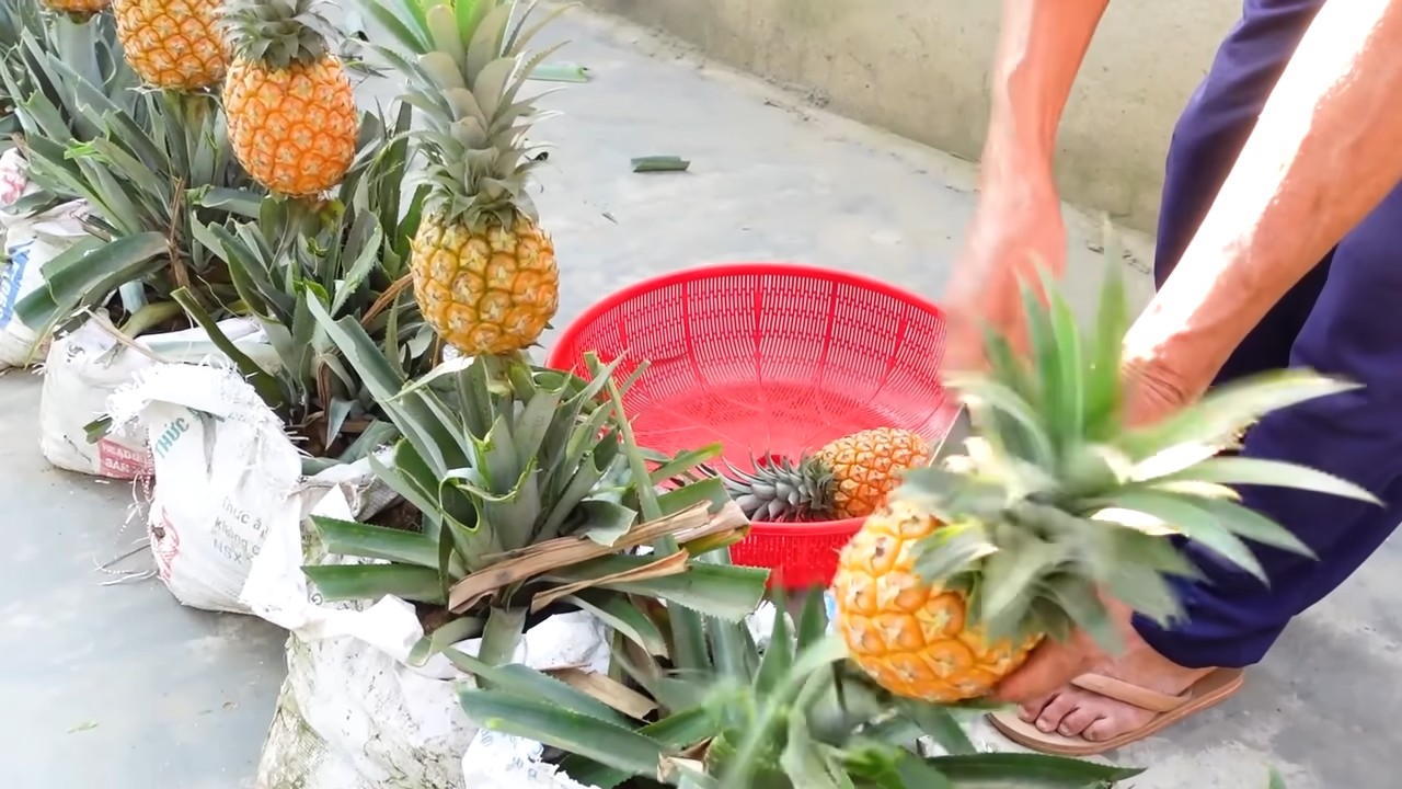 Ananas zu Hause anbauen