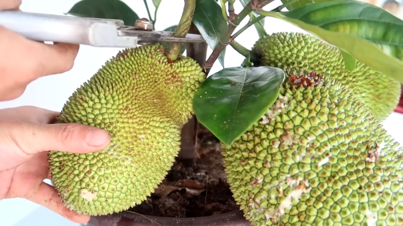 Jackfrucht zu Hause anbauen