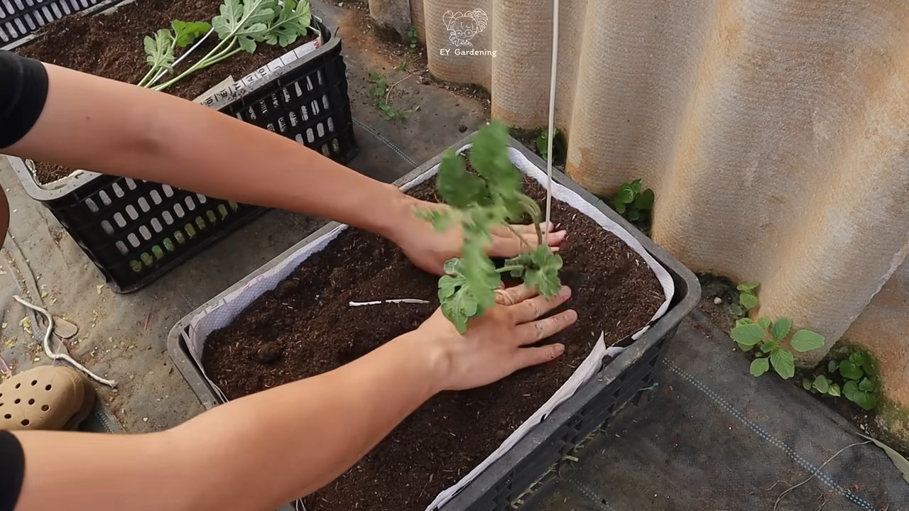 Wassermelone selbst anbauen