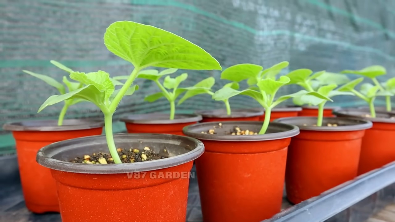 Wassermelone Küche anbauen