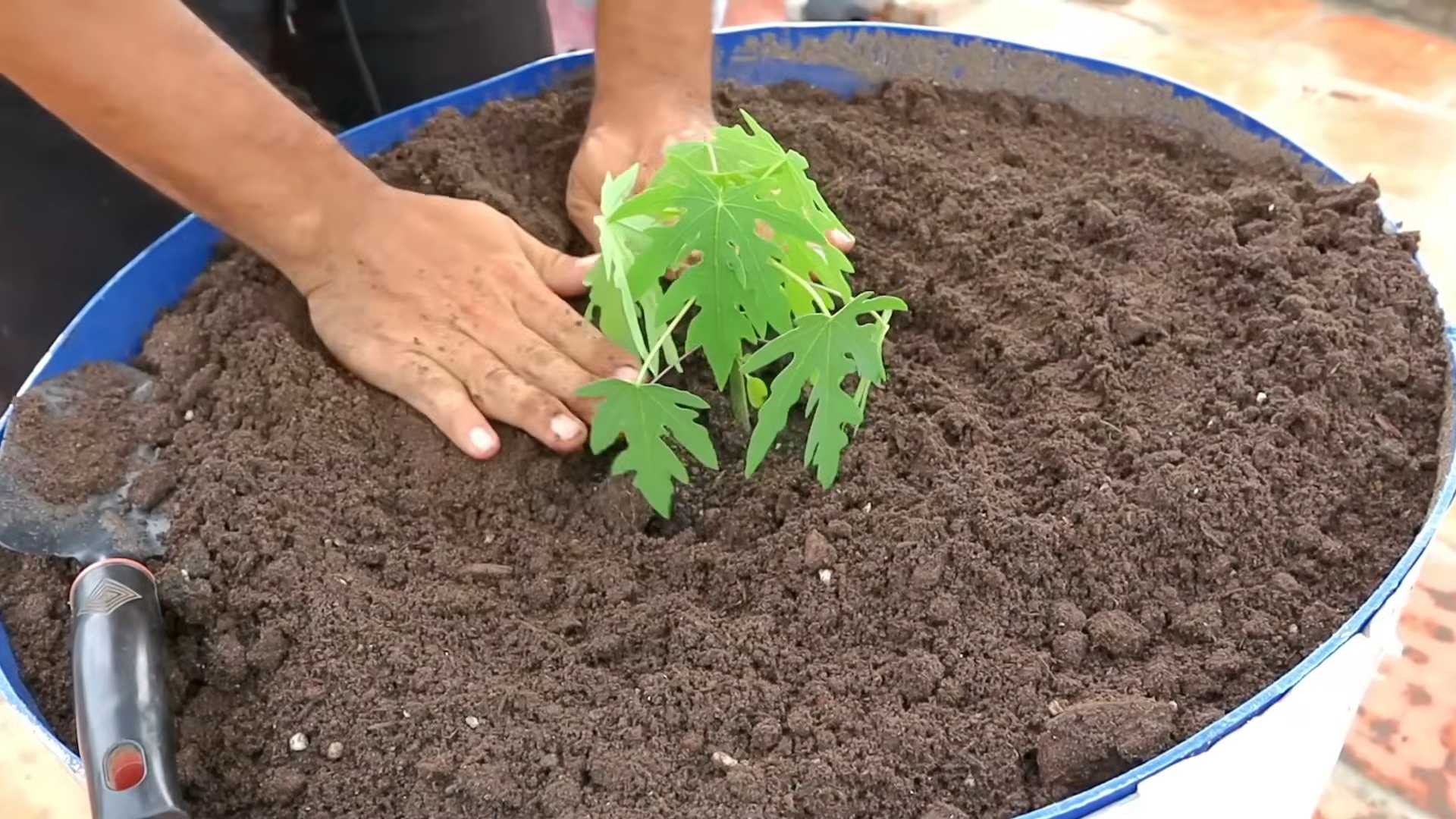 Papaya Anbau Zimmer