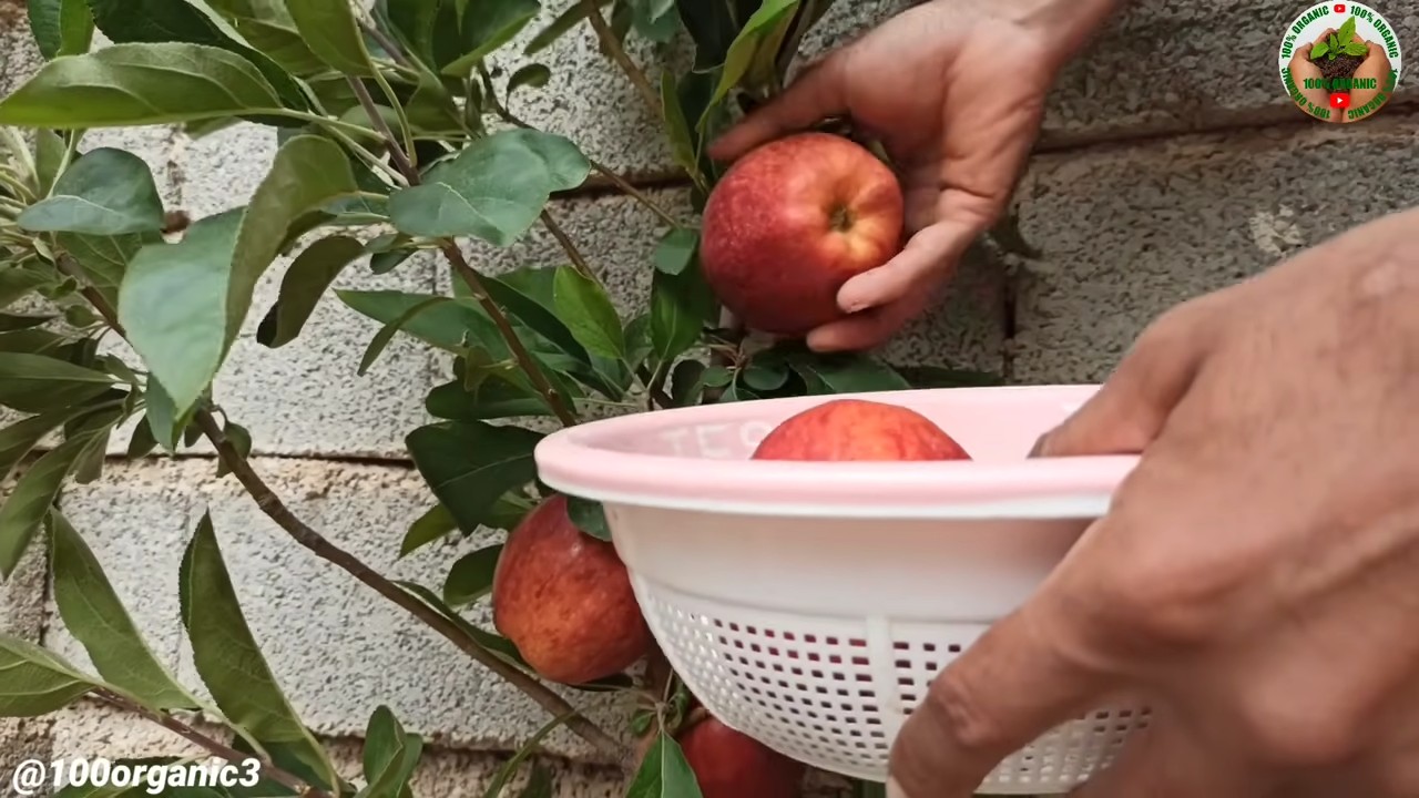 Apfelbaum im Topf ziehen