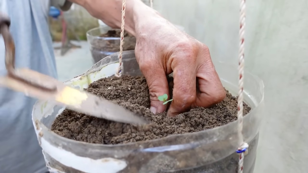 Kohl anbauen im Küchengarten