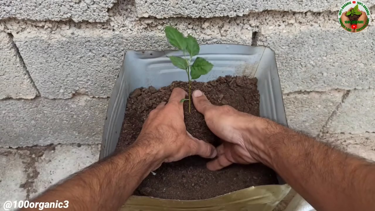 Apfelbaum im Topf ziehen