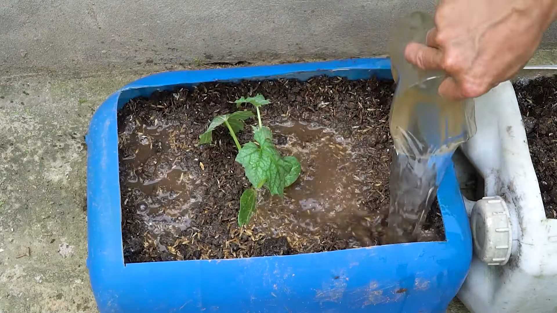 Luffa im Topf anbauen