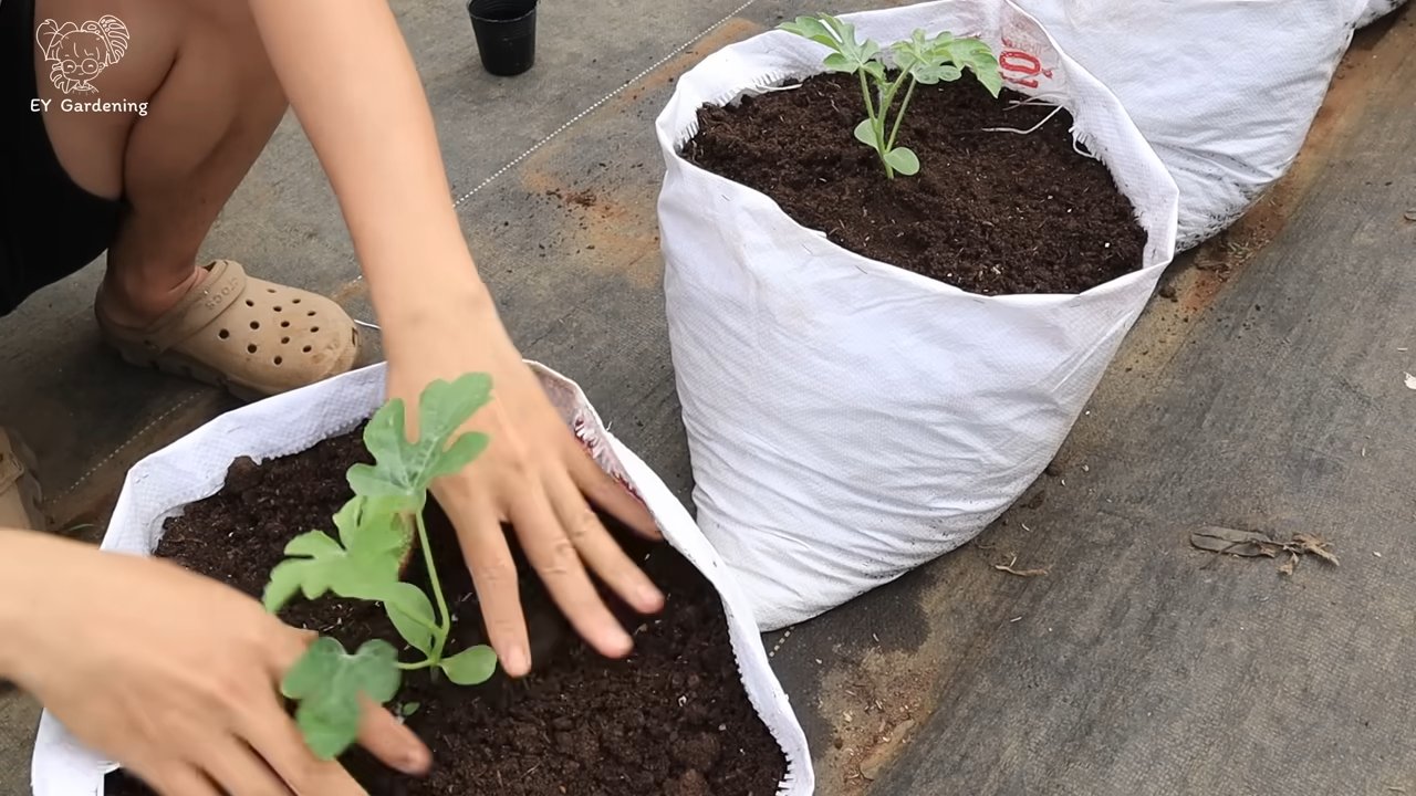 Wassermelone einfach zu Hause anbauen
