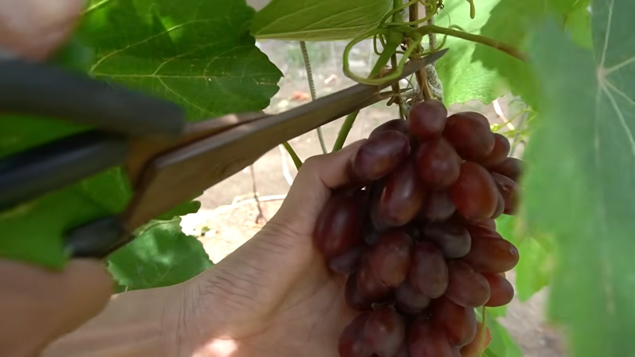 Weinreben erfolgreich im Garten anbauen