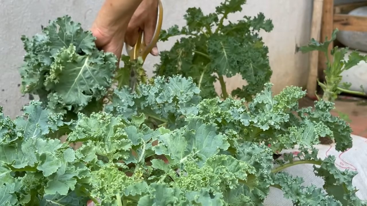 Kohl anbauen im Pflanzsack
