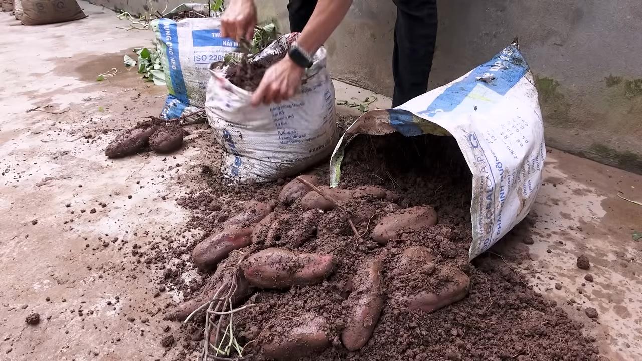 Süßkartoffeln aus Knollen ziehen