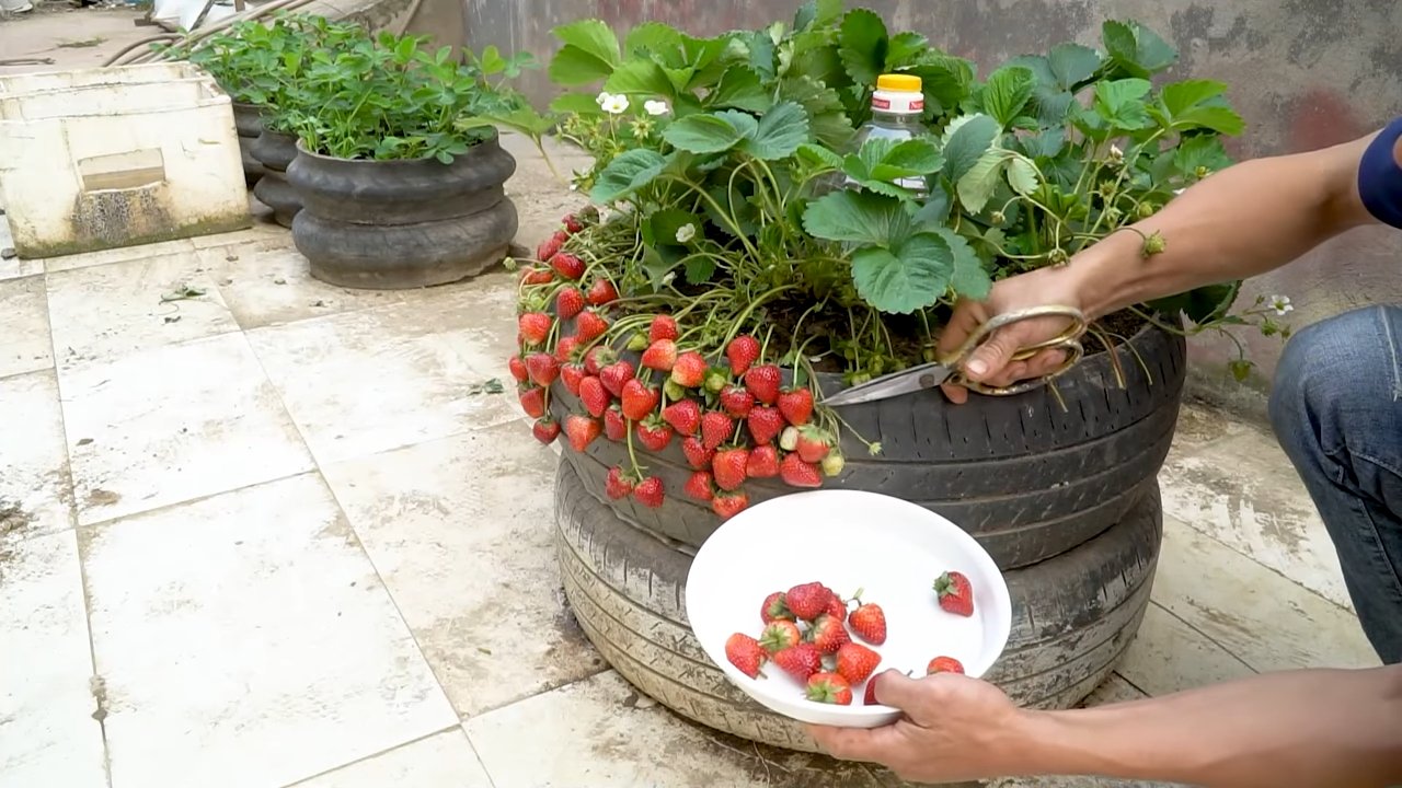 Erdbeeren anbauen Tipps