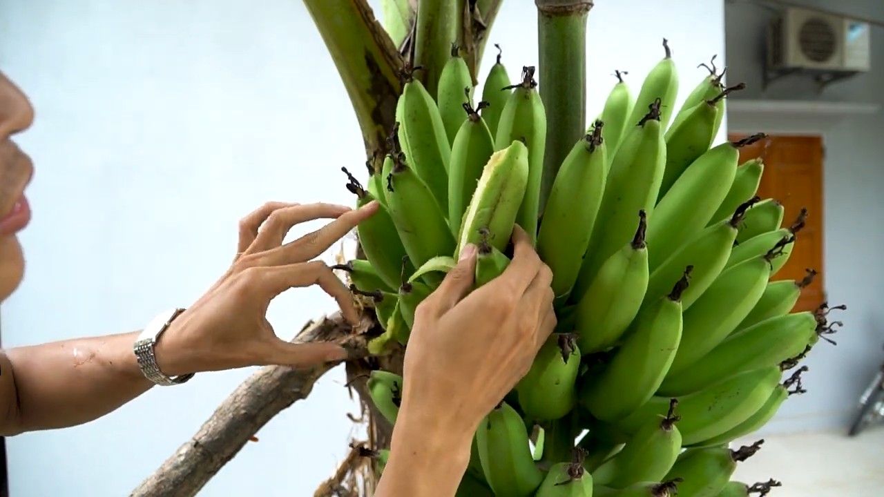 Bananen zu Hause anbauen