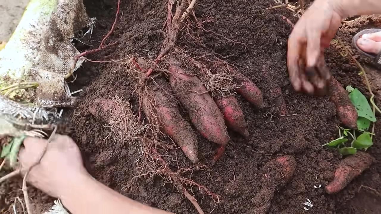 Süßkartoffeln selbst anbauen