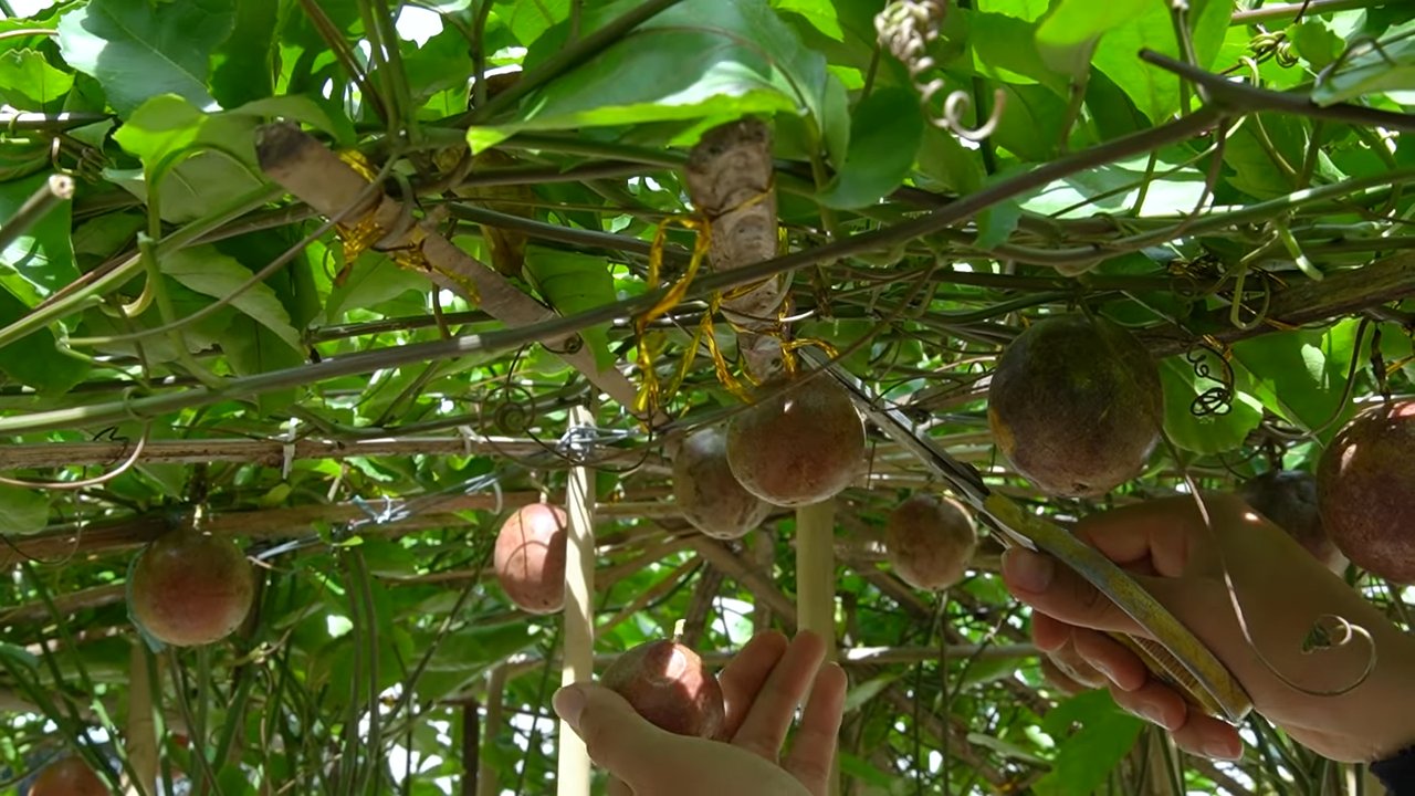 Passionsfrucht zu Hause anbauen
