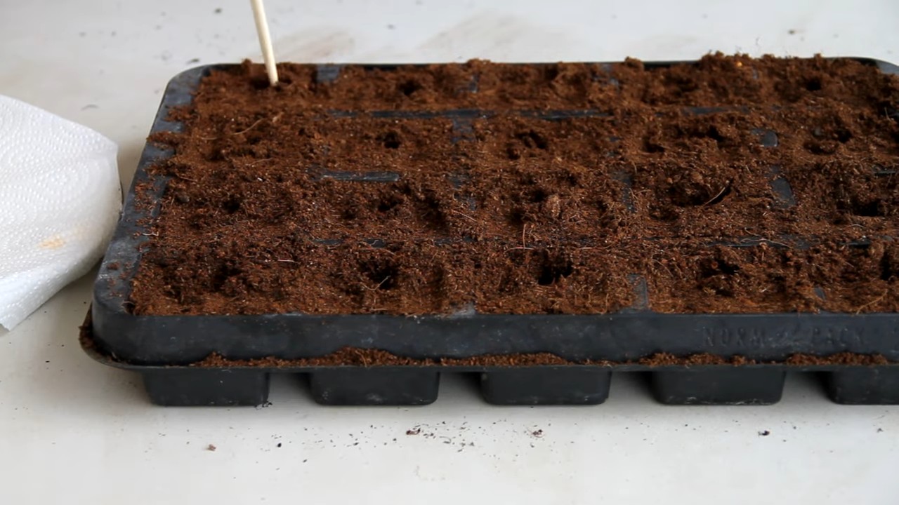 Paprika zu Hause anbauen