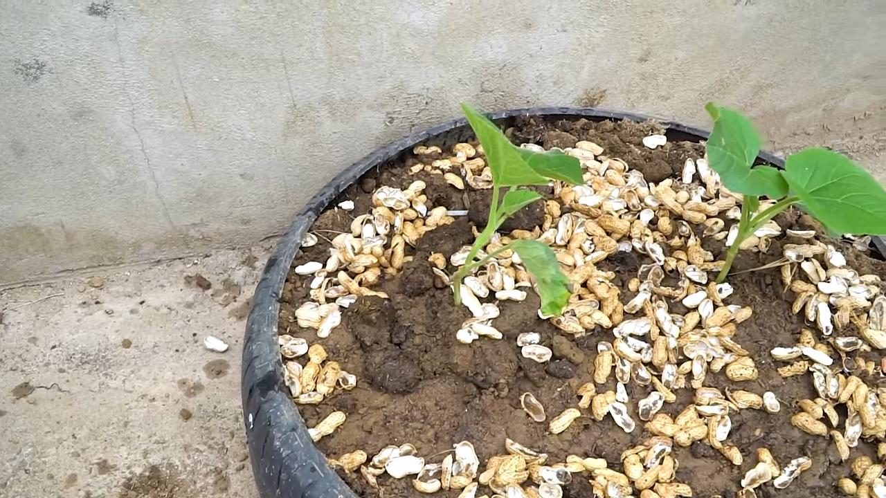 Kürbisanbau Hoher Ertrag