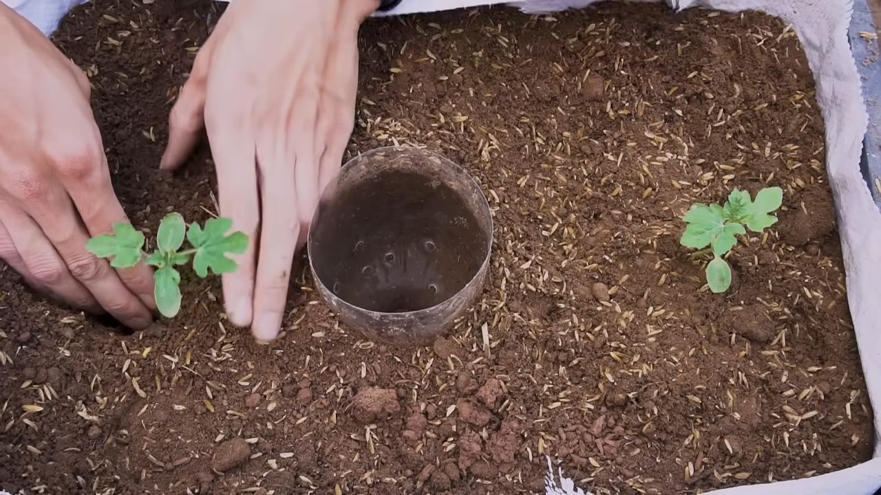 Wassermelonen Anbau Hängematte