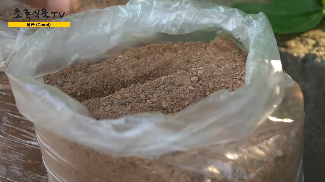Karotten einfach zu Hause anbauen