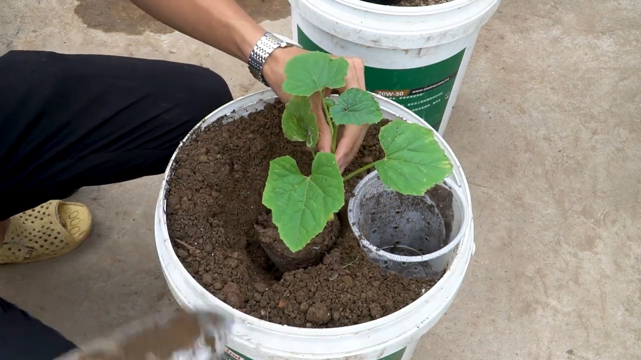 Wassermelonen anbauen ohne Wasser