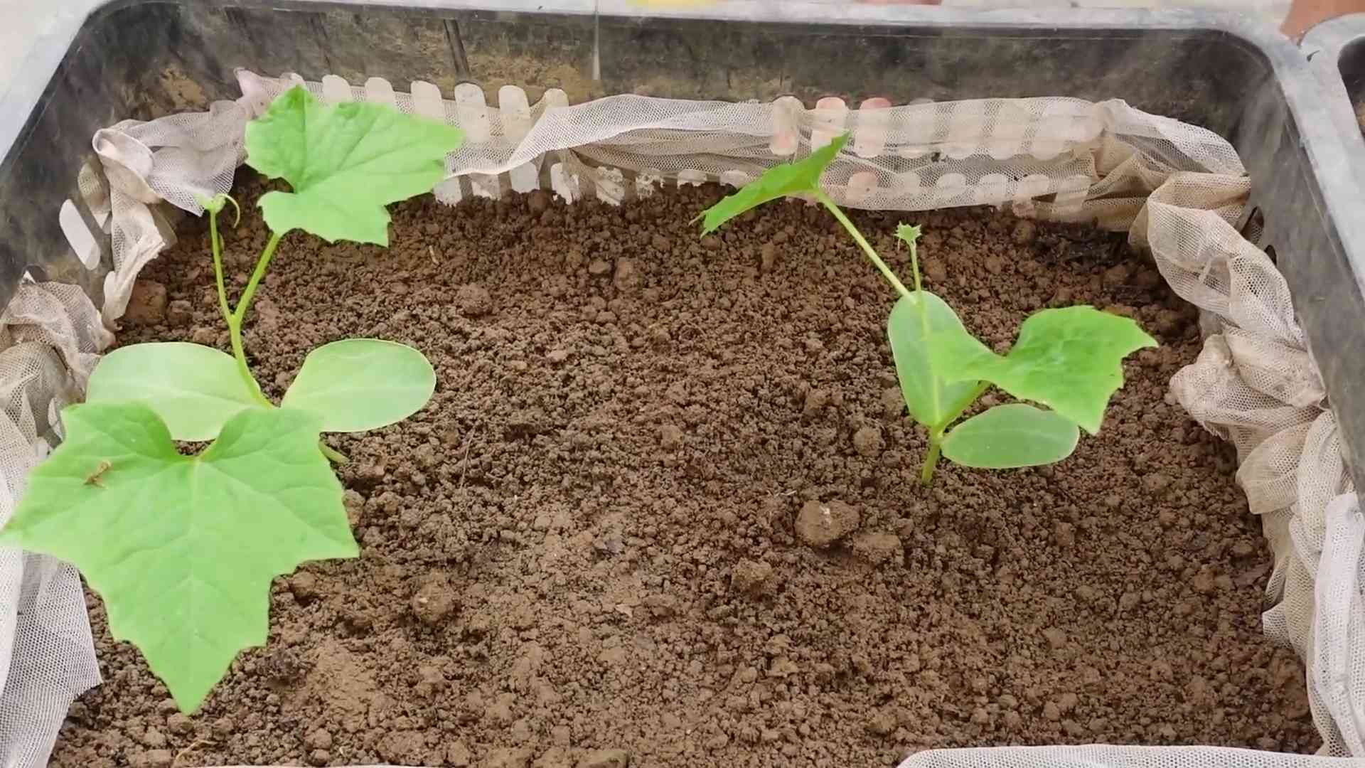 Luffa Gurke selbst anbauen