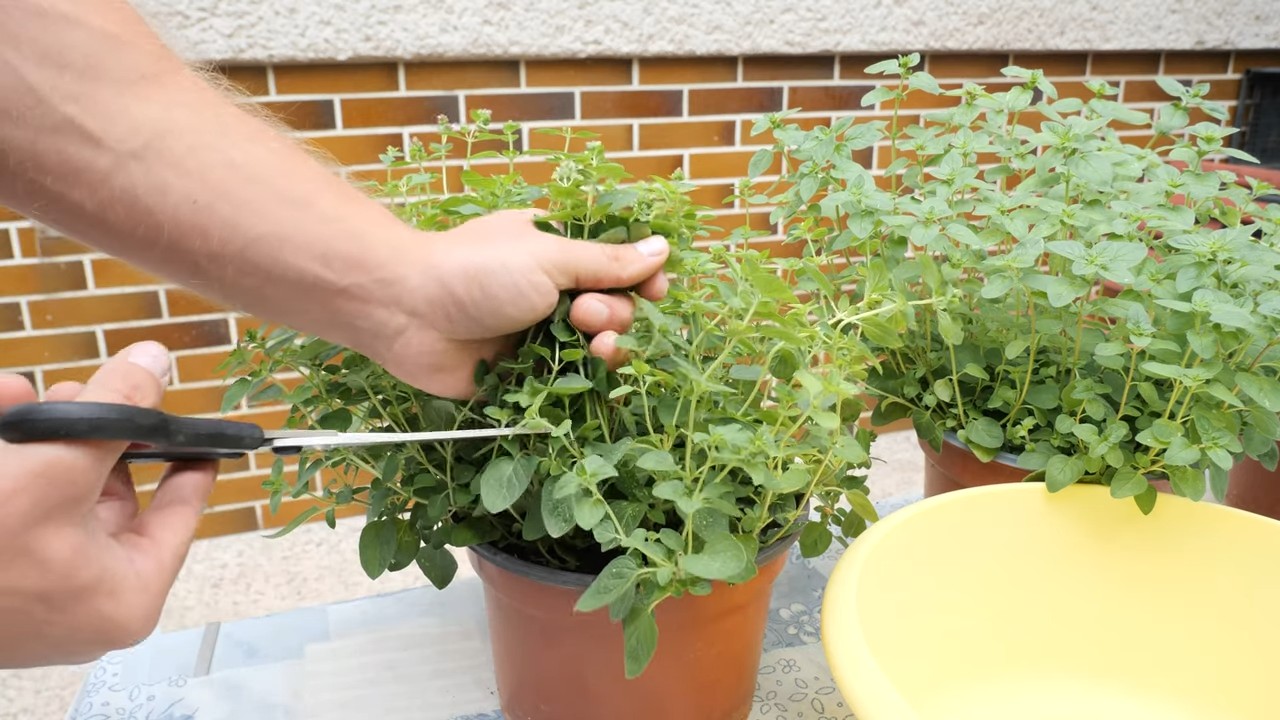 Oregano anbauen Küche