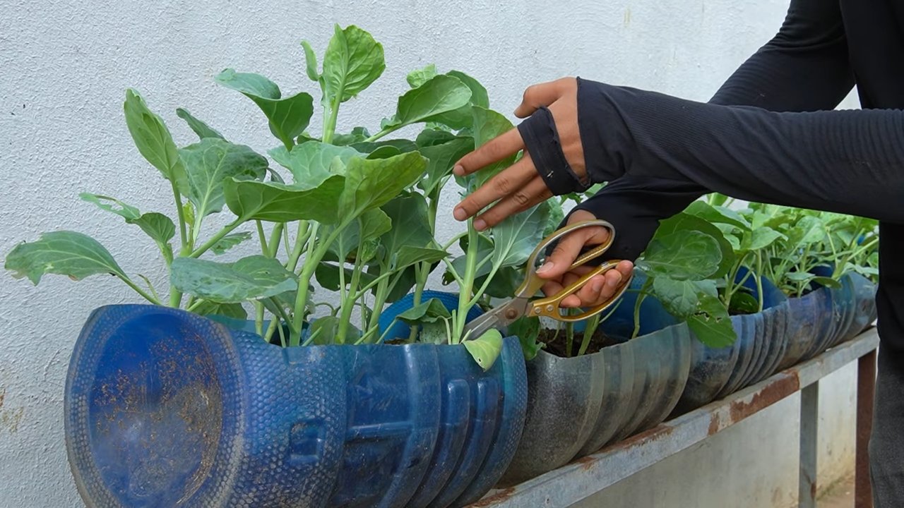 Kohlrabi Anbau Experten Tipps