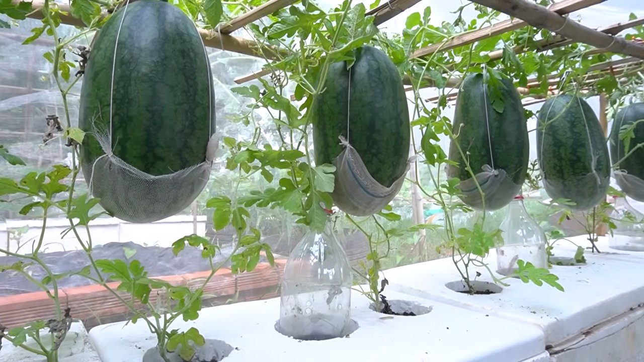 Wassermelonen Ernte steigern