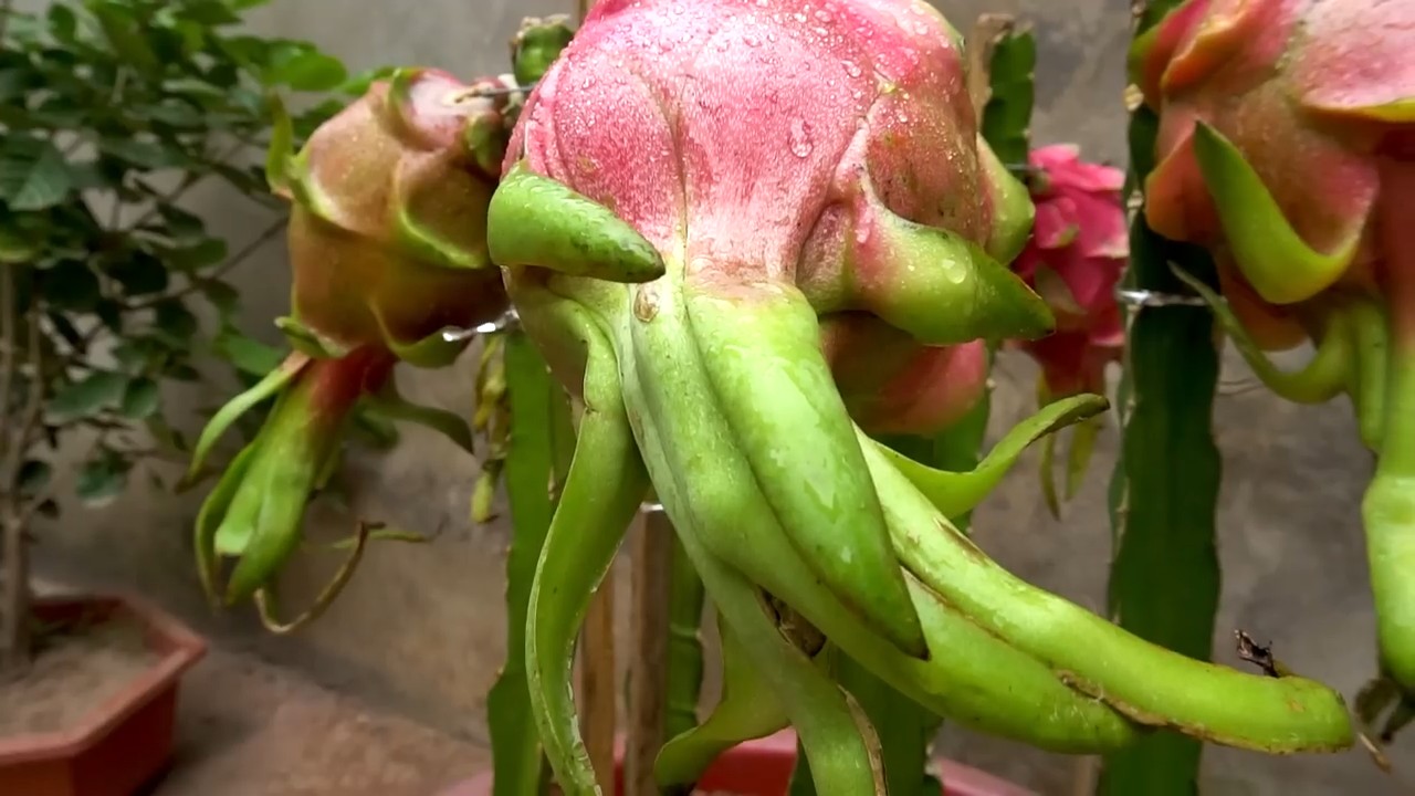 Drachenfrucht Vermehren Einfach