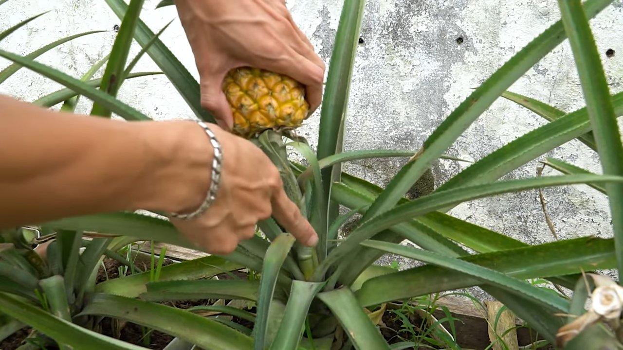 Ananas zu Hause anbauen