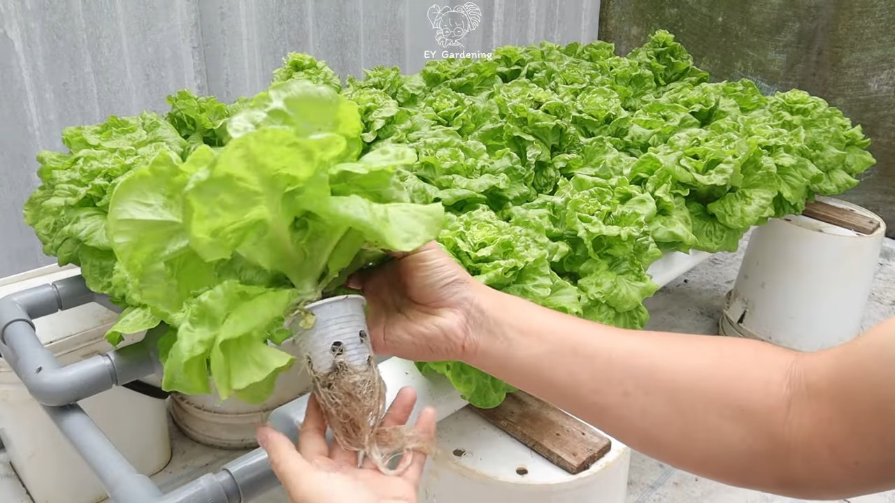 Salat mit Wasser anbauen