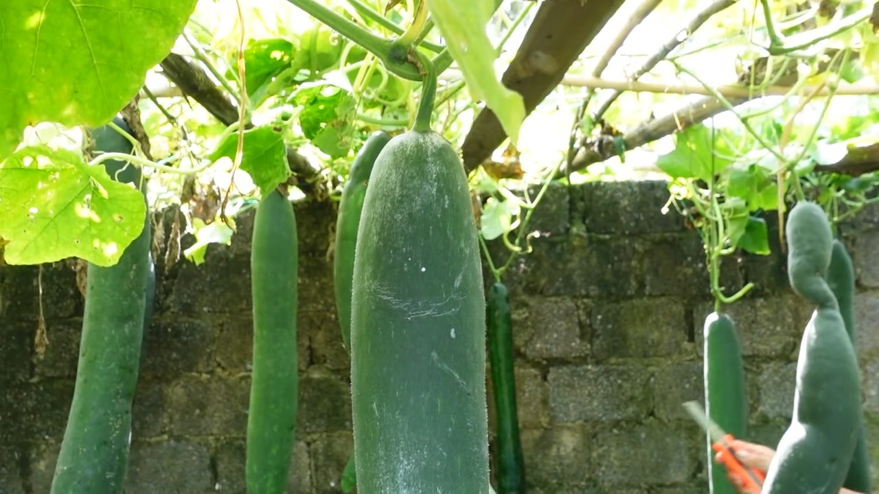 Zucchini Anbau zu Hause