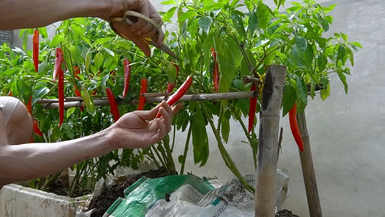 Chilischoten im Sack anbauen