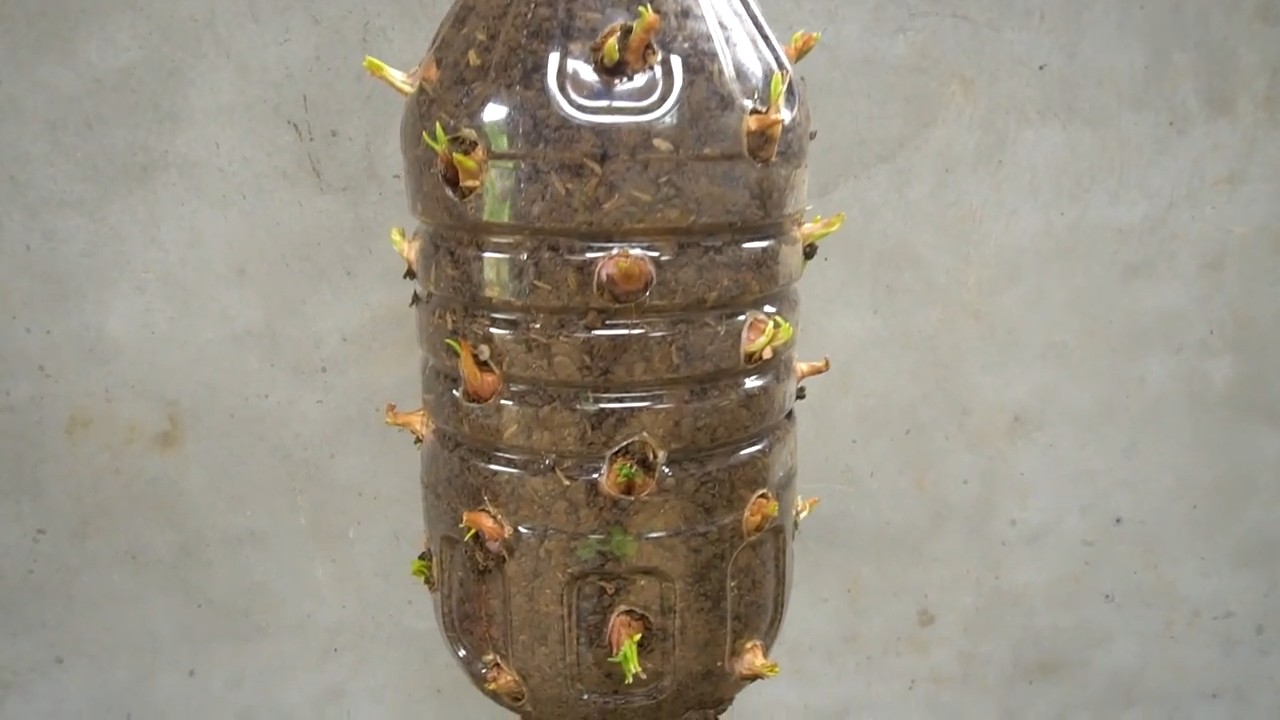 Frühlingszwiebeln selber ziehen