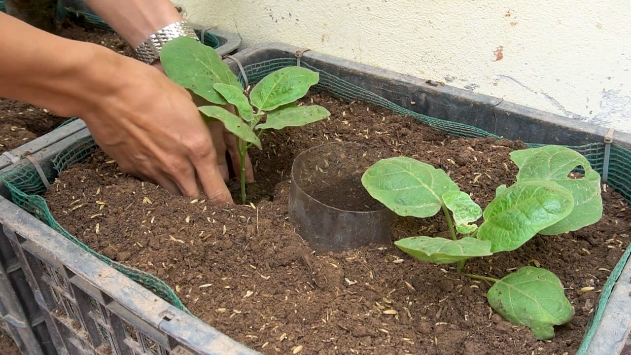Auberginen Sorten Vielfalt Garten