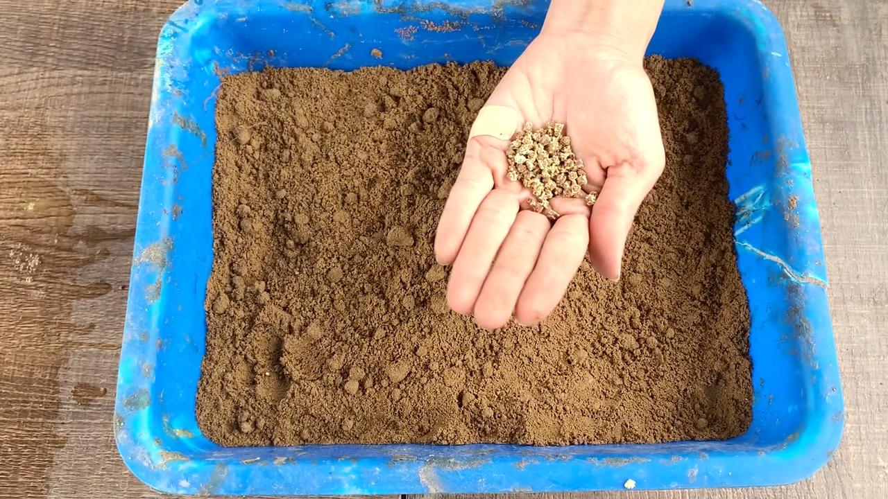 Beete einfach zu Hause anbauen