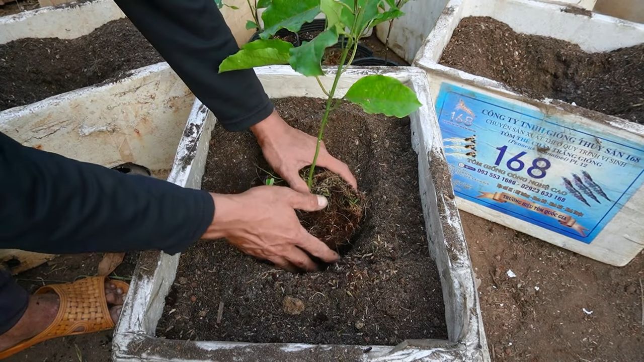 Passionsfrucht zu Hause anbauen