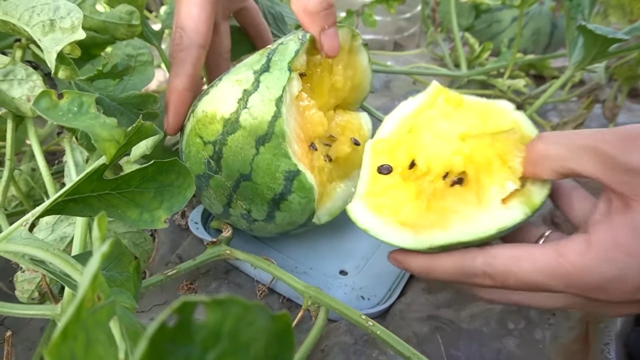 Quadratische Wassermelone selber ziehen
