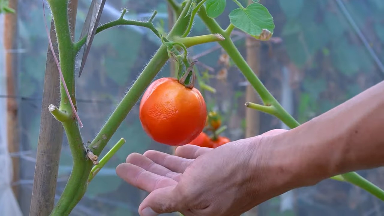 Tomatenpflanze ganzjährig zum Tragen bringen
