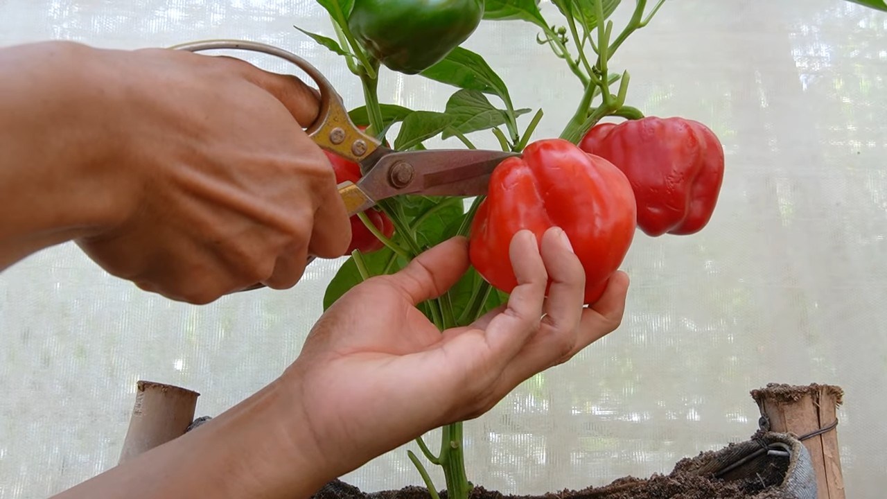 Paprika Ernte verdoppeln