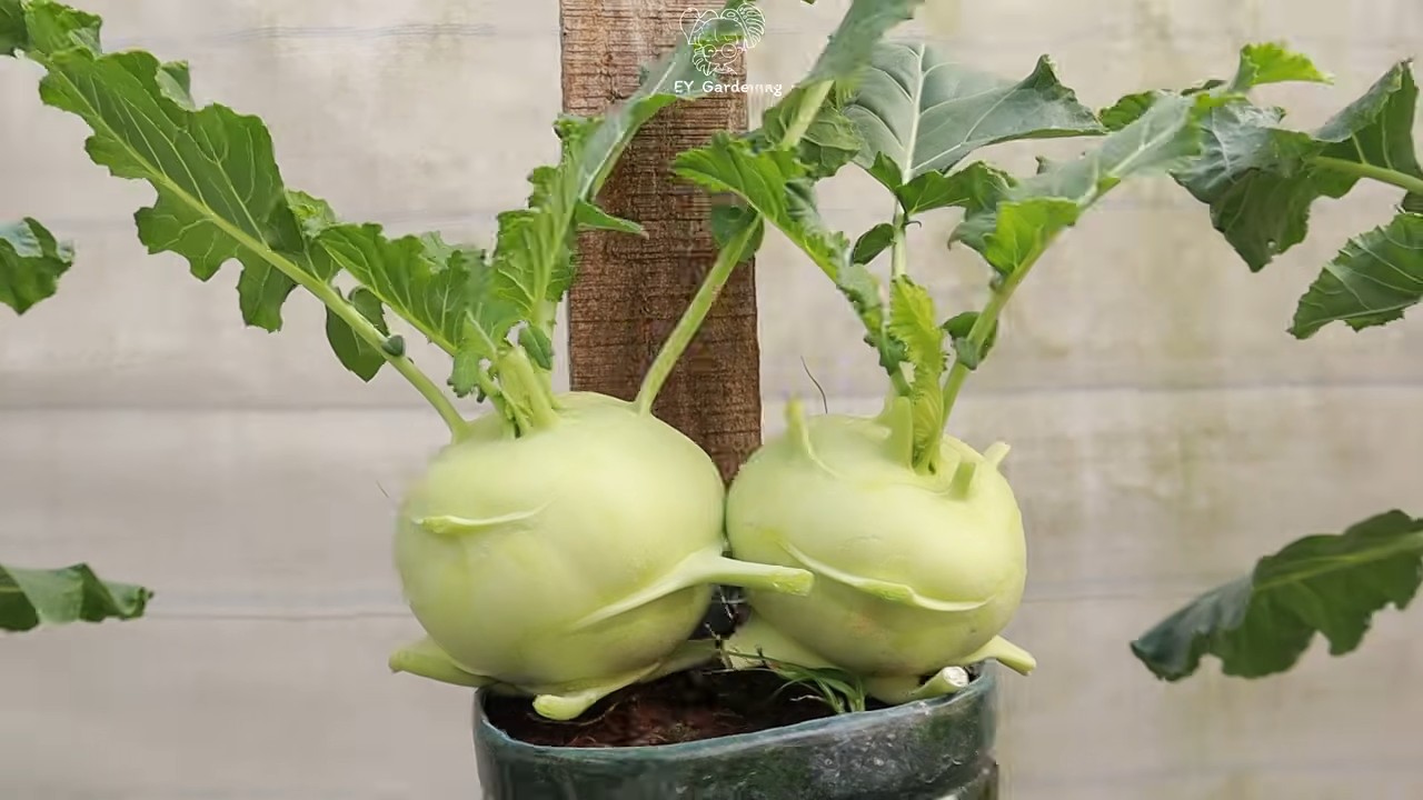 Hängende Kohlrabi Plastikflaschen