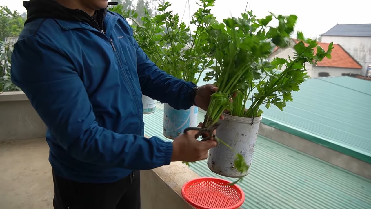 Sellerie ernten im eigenen Garten