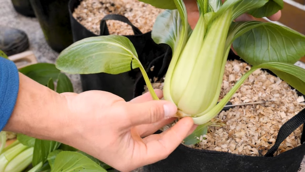 Bok Choy Anbau zu Hause