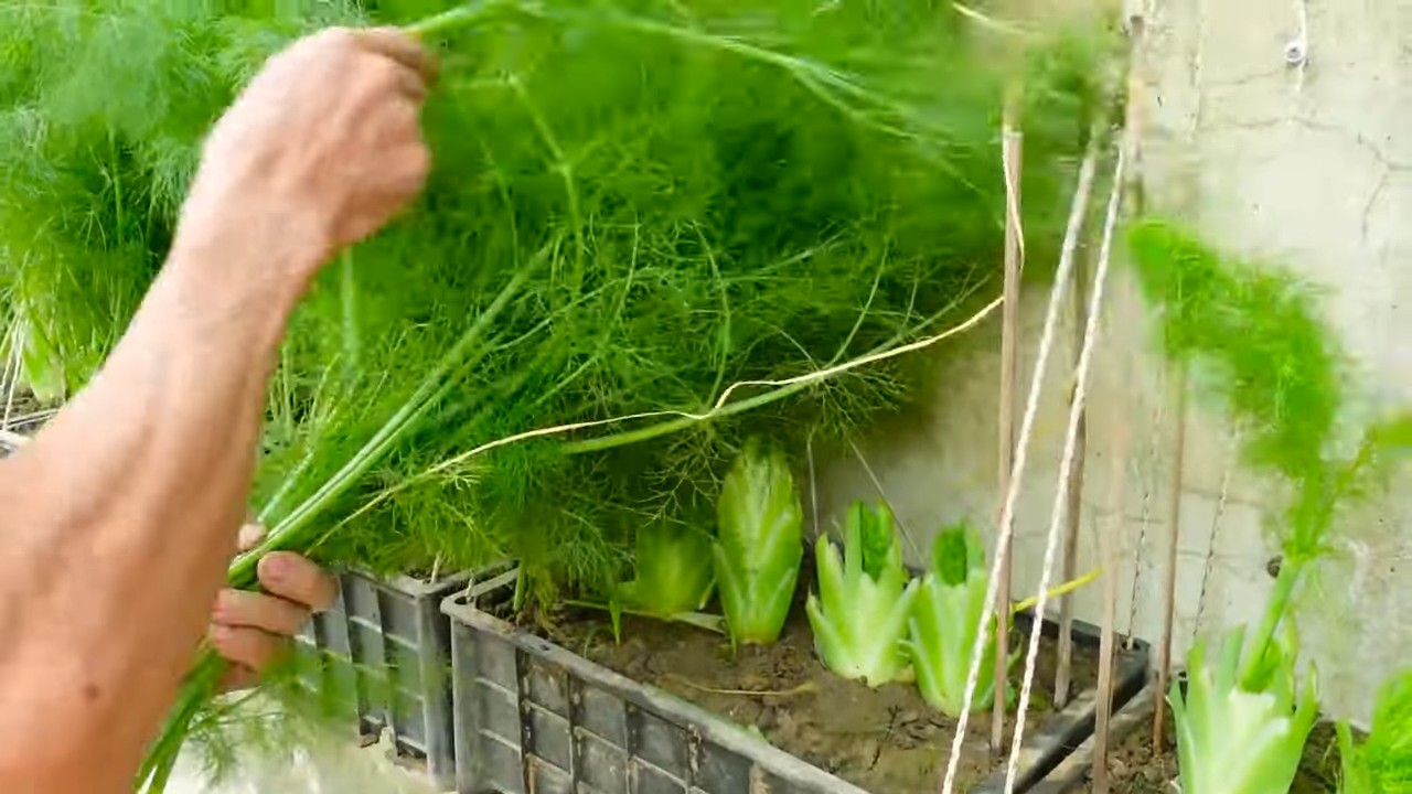 Dill Anbau Küchengarten