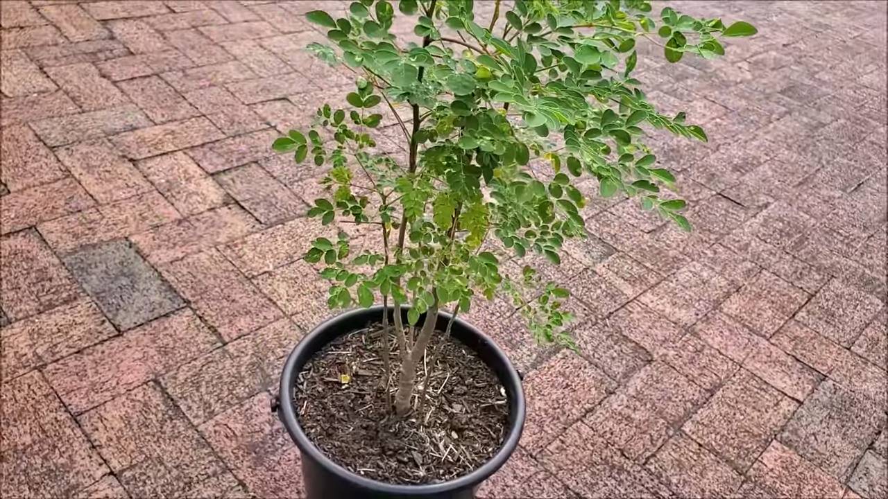 Moringa Anbau zu Hause