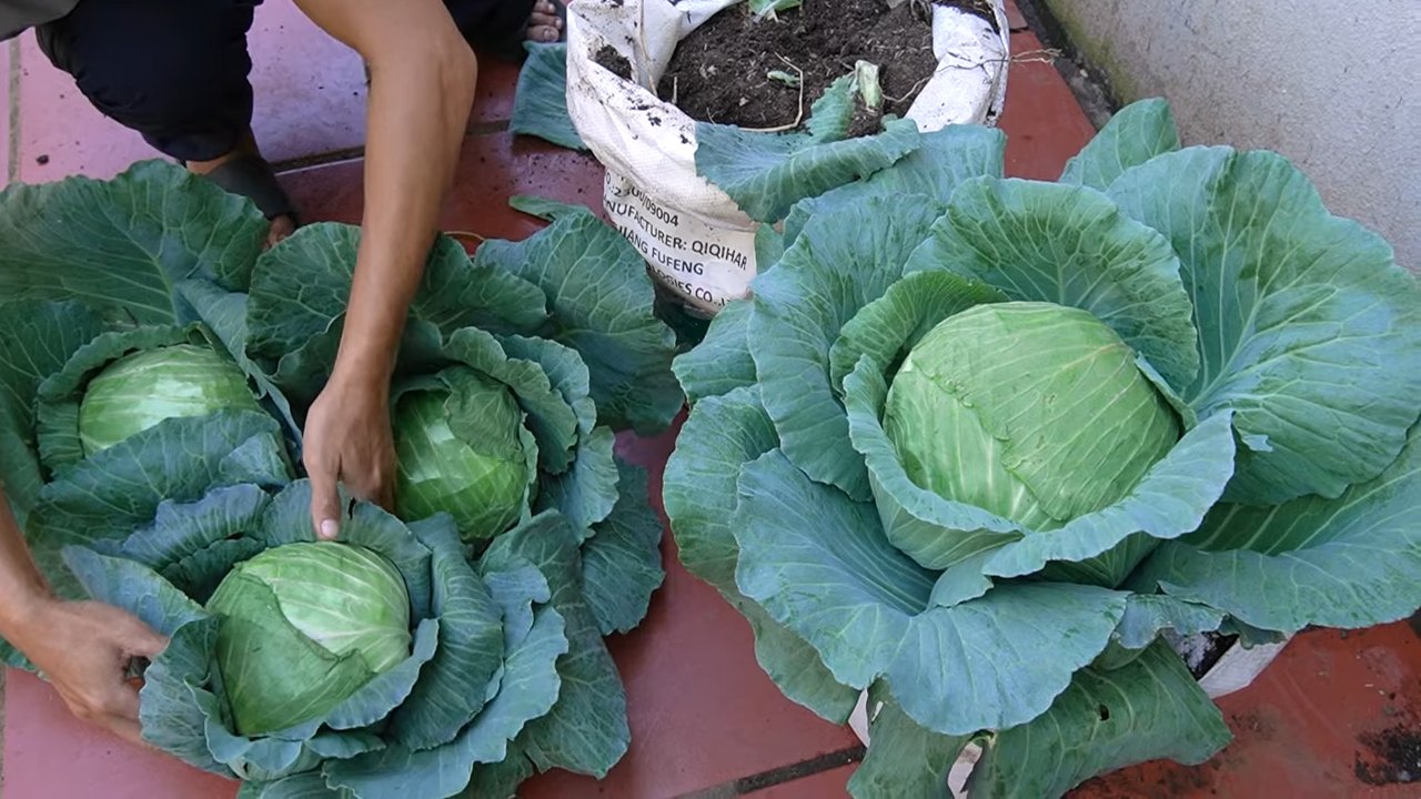 Kohl anbauen ohne Garten