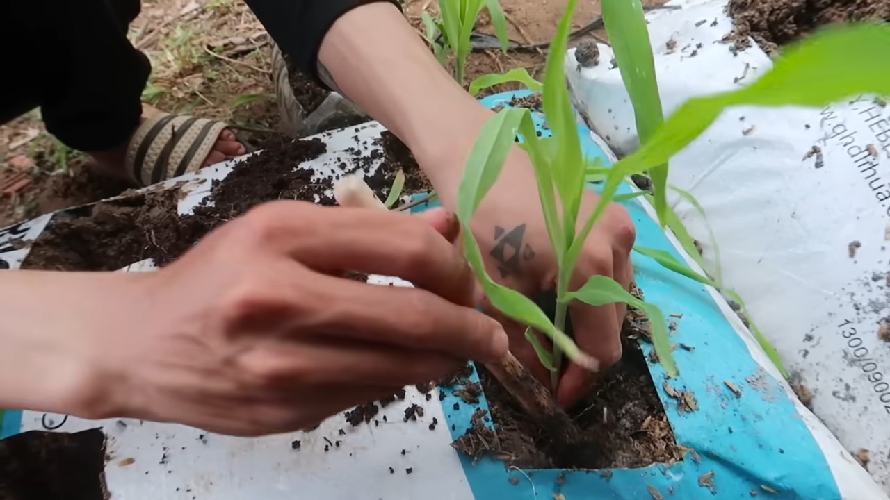Maissack Anbau leicht gemacht