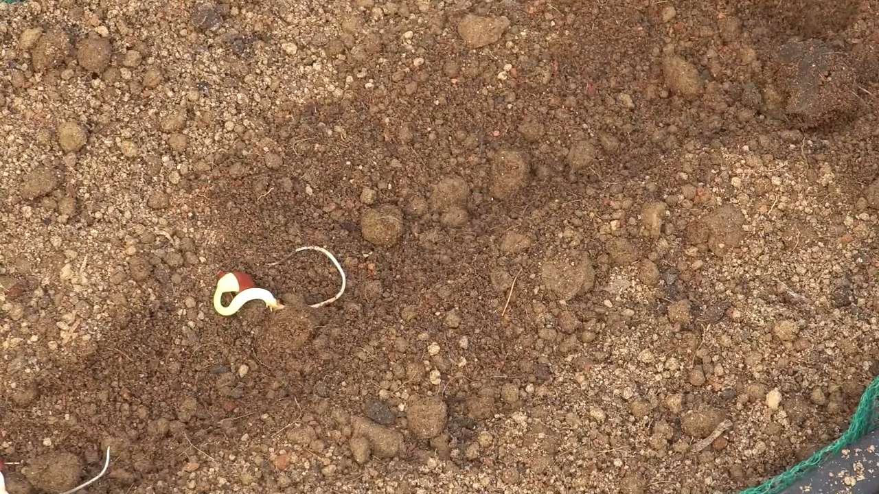 Stangenbohnen anbauen leicht gemacht