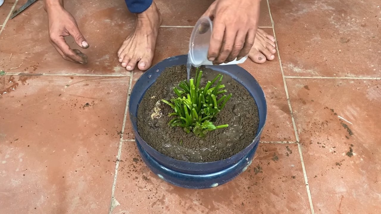 Sellerie ernten im eigenen Garten