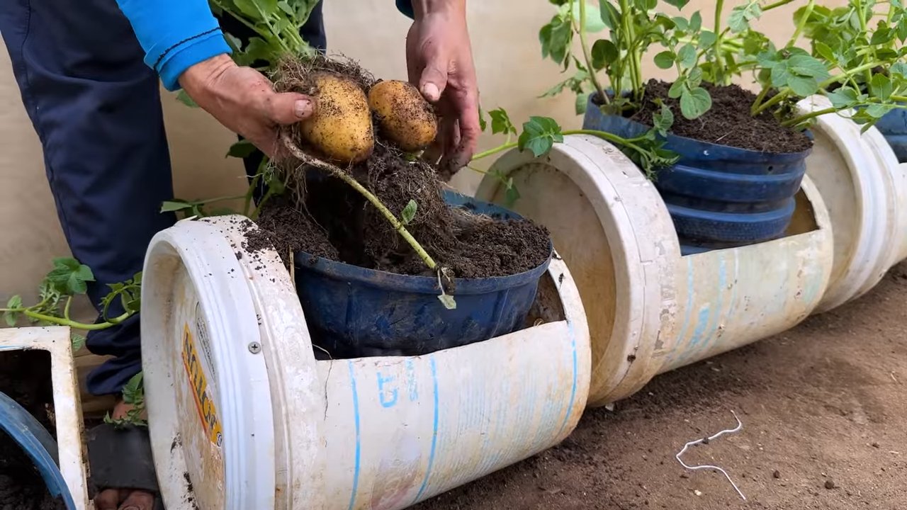 Kartoffeln anbauen ohne Garten