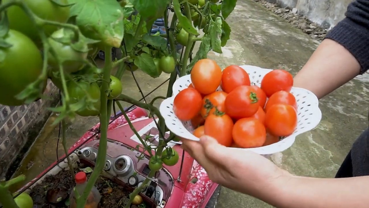 Tomatenanbau mit Küchenabfällen
